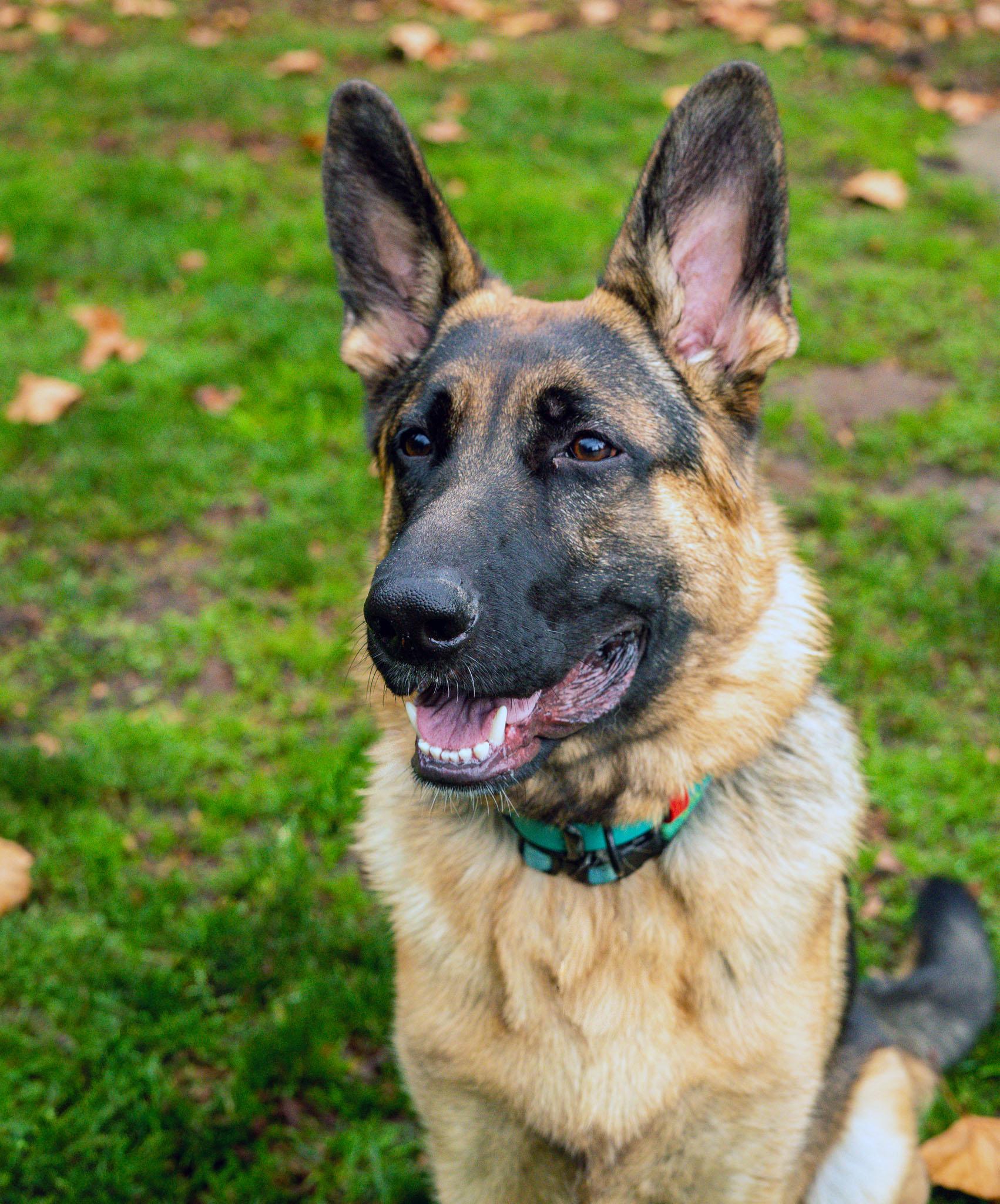 Reidar, adopted, Puppy Male German Shepherd Dog.