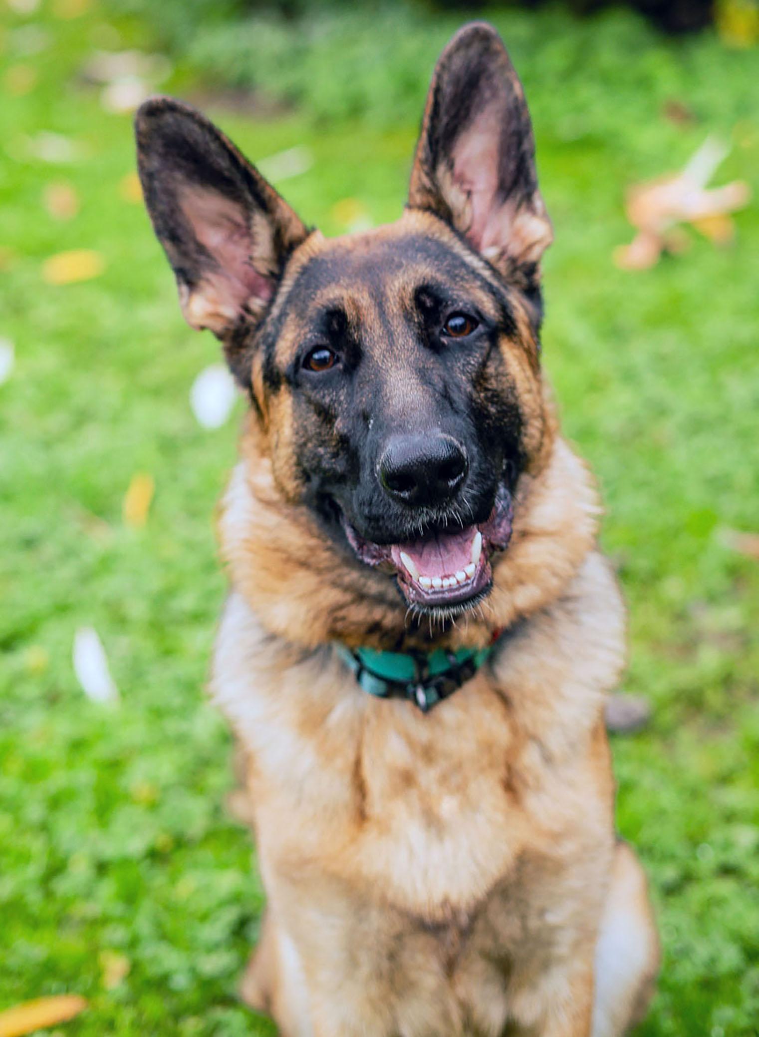 Enlarge Reidar, an adopted German Shepherd Dog in Bellevue, WA image 2/6