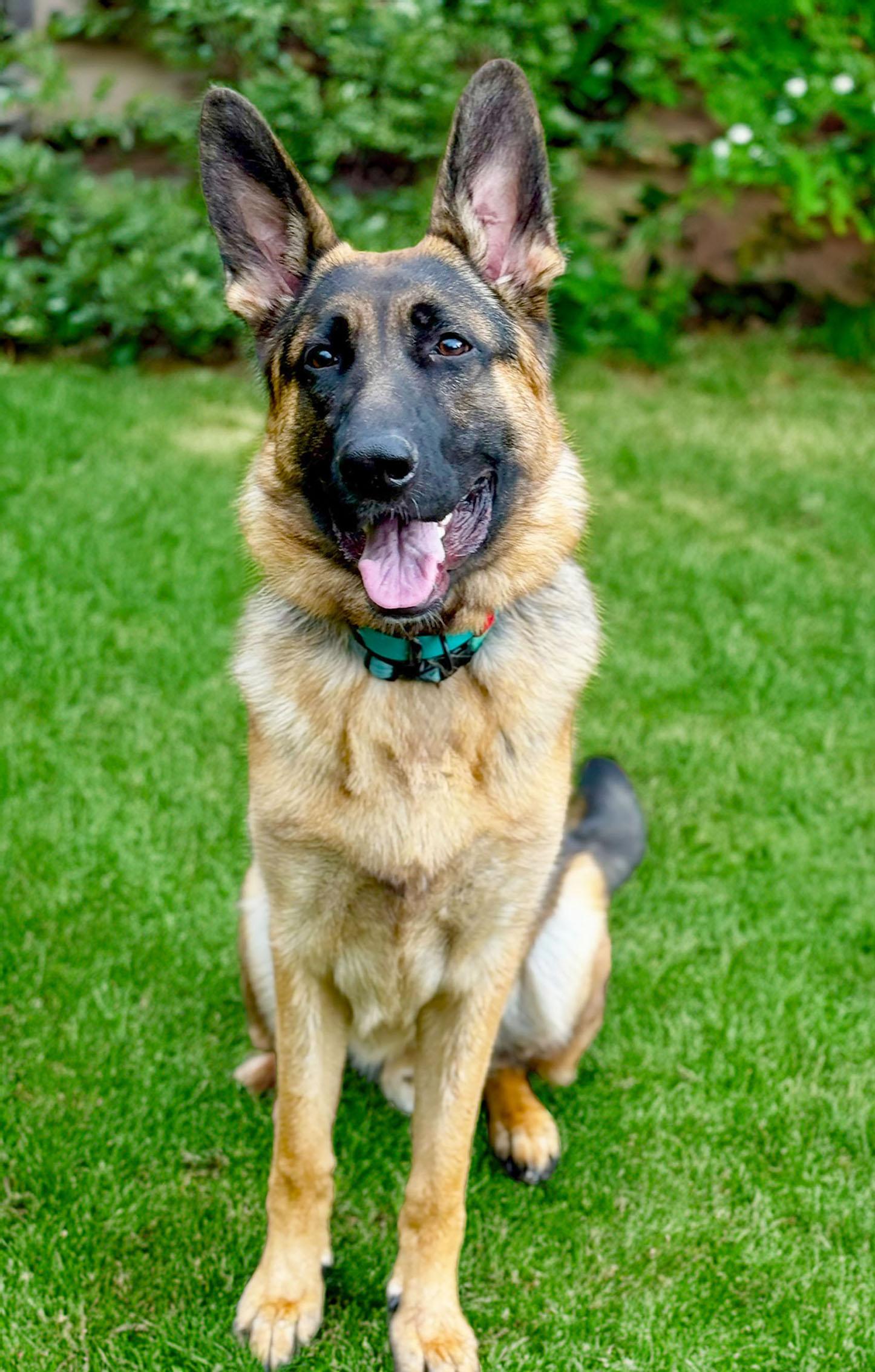 Enlarge Reidar, an adopted German Shepherd Dog in Bellevue, WA image 3/6