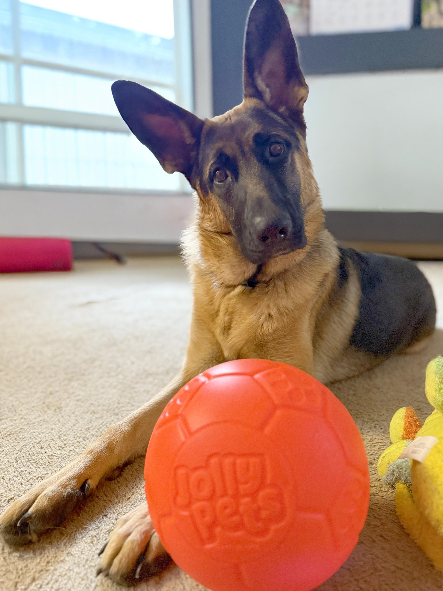 Enlarge Reidar, an adopted German Shepherd Dog in Bellevue, WA image 4/6