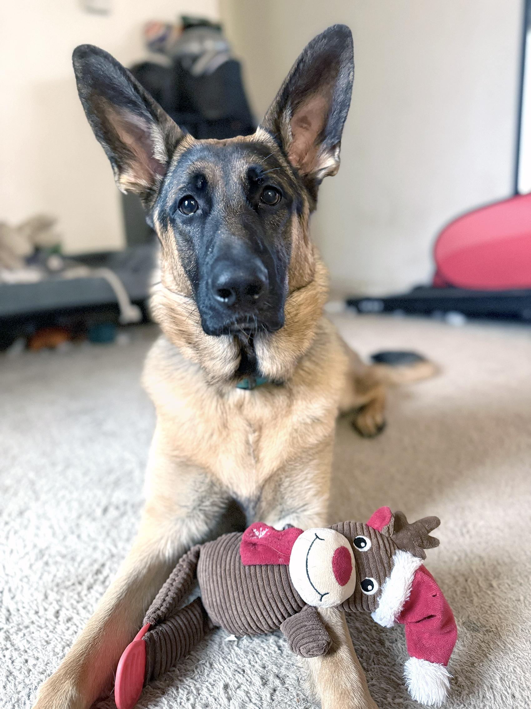 Enlarge Reidar, an adopted German Shepherd Dog in Bellevue, WA image 5/6
