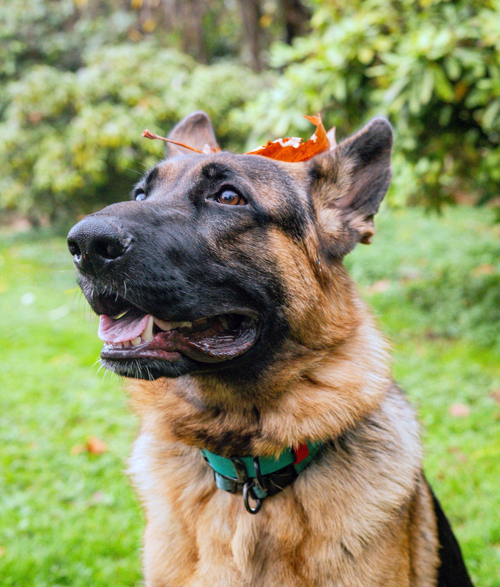 Enlarge Reidar, an adopted German Shepherd Dog in Bellevue, WA image 6/6