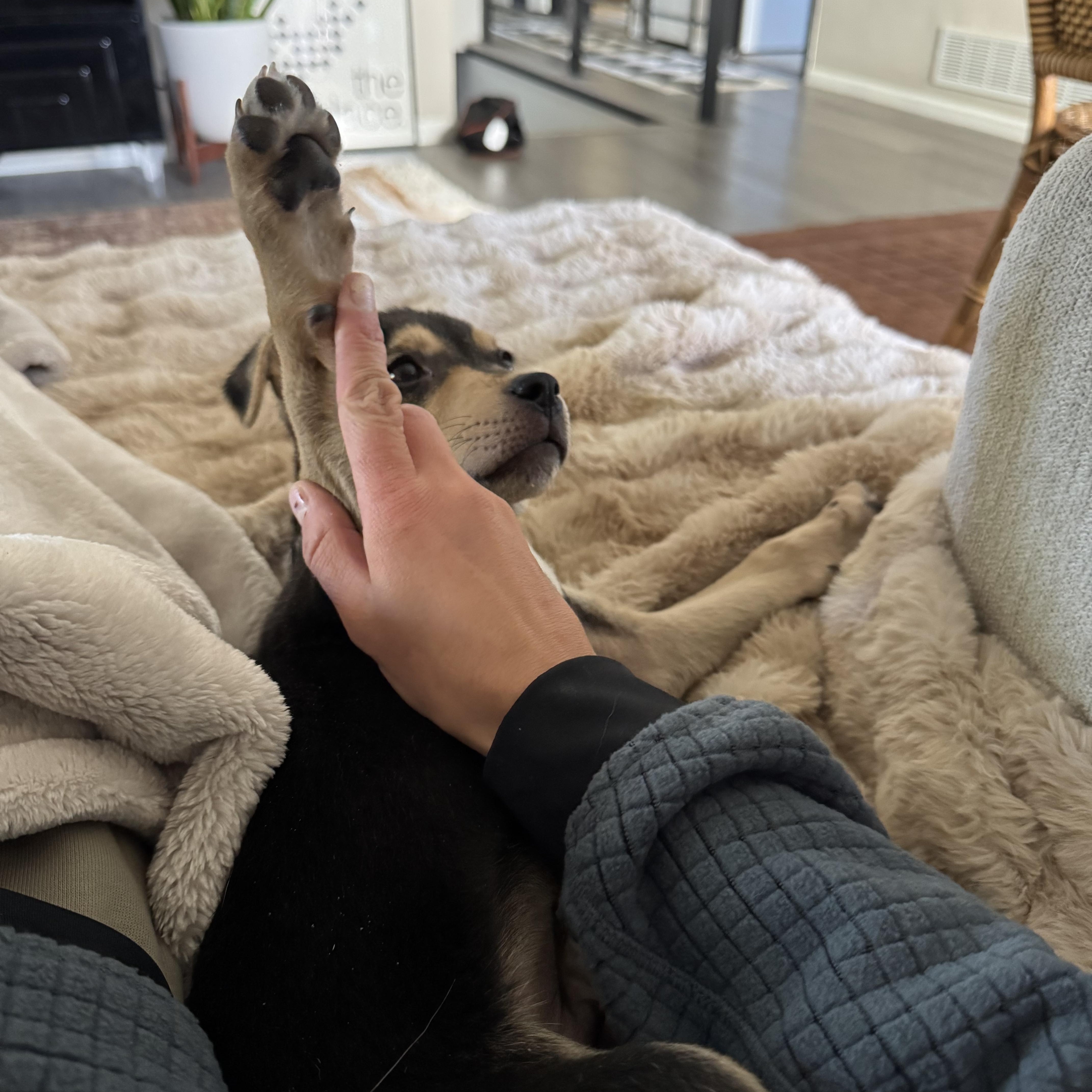 Enlarge Otis, a Adoptable mixed breed in Commerce City, CO image 2/6