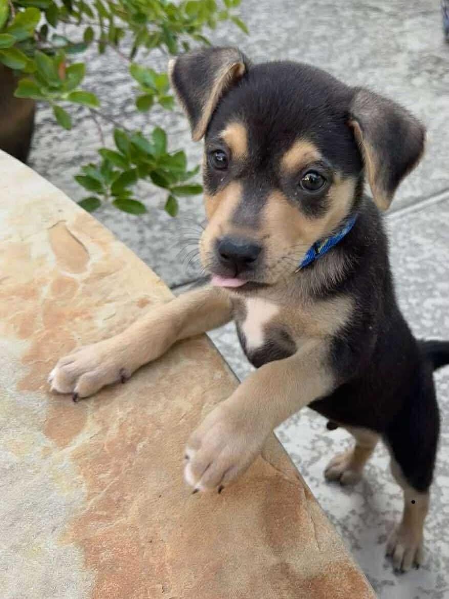 Otis, Adoptable, Puppy Male Australian Kelpie.