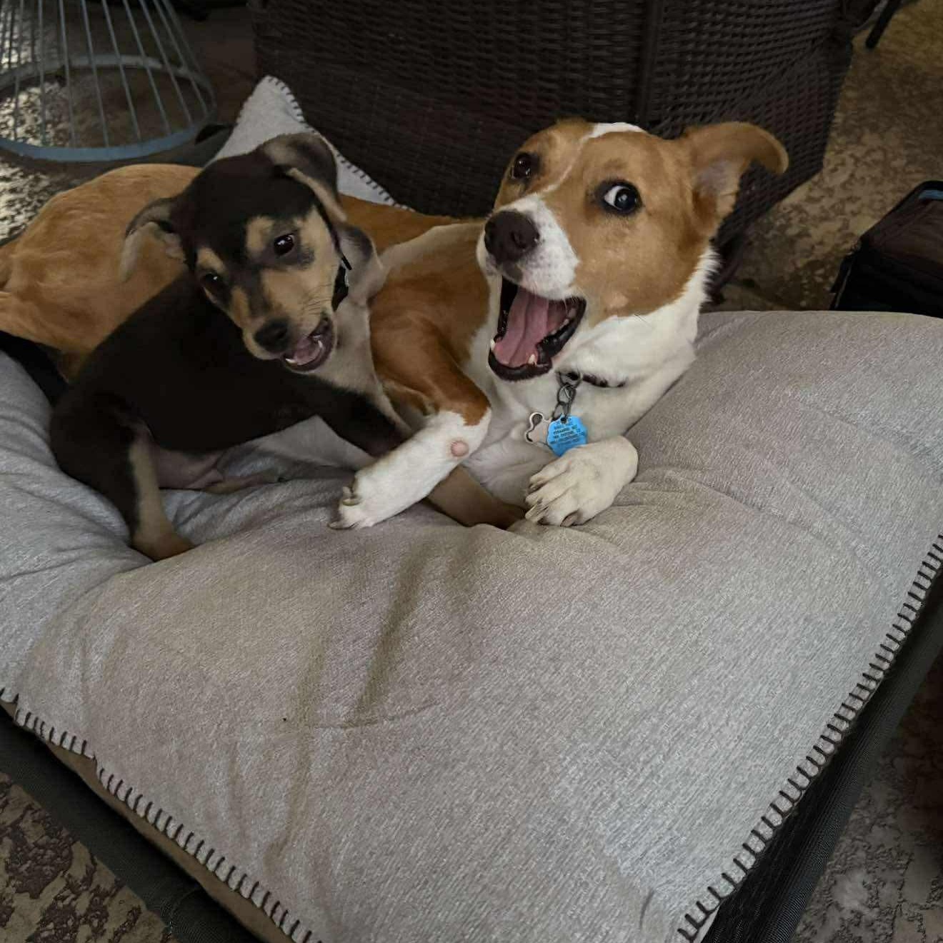 Enlarge Otis, a Adoptable mixed breed in Commerce City, CO image 3/6