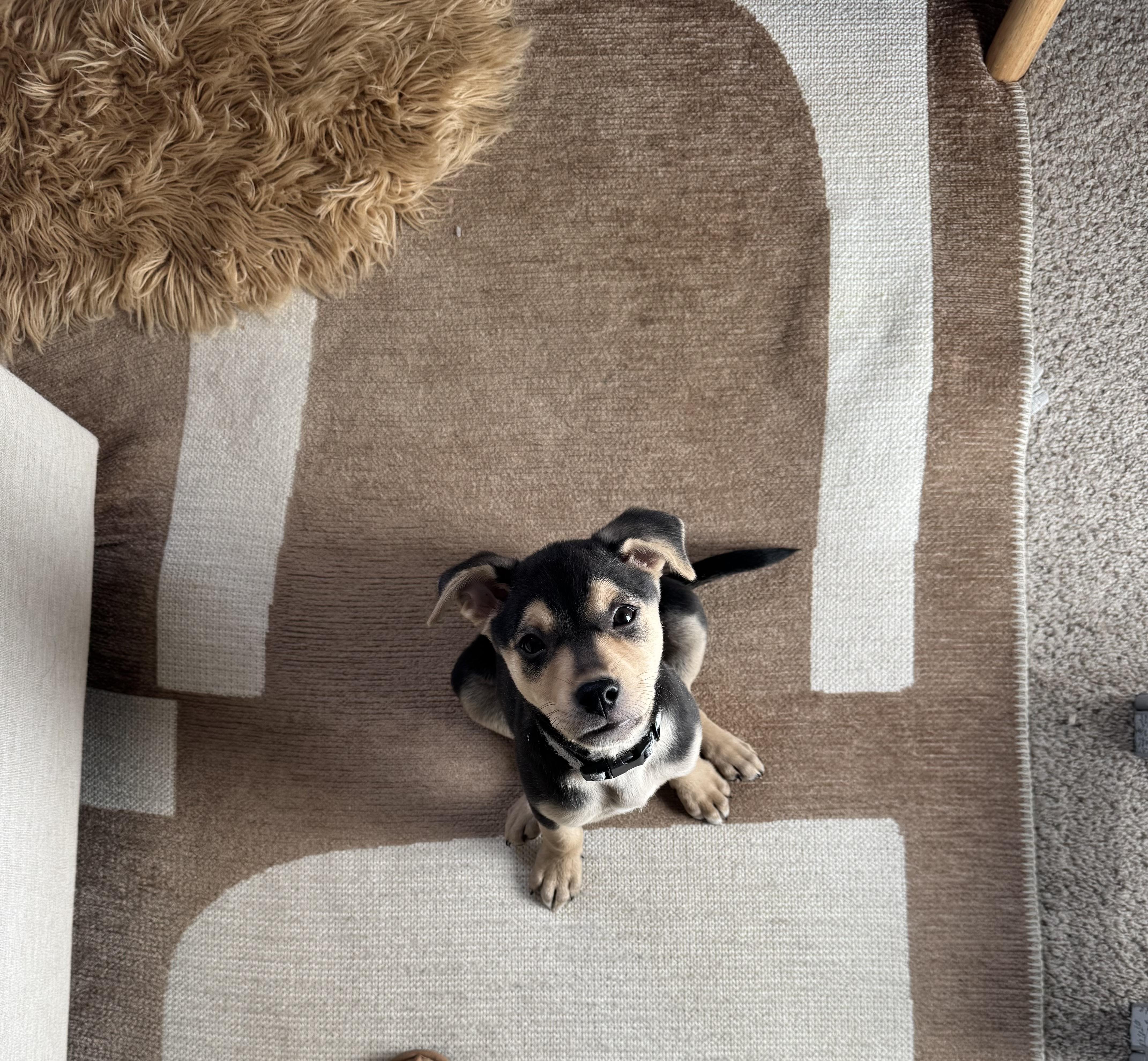 Enlarge Otis, a Adoptable mixed breed in Commerce City, CO image 4/6