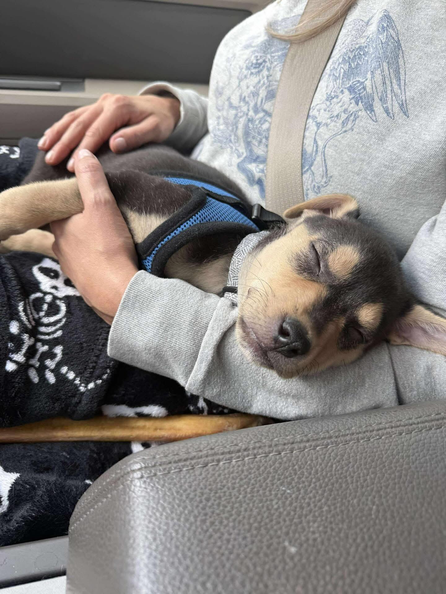 Enlarge Otis, a Adoptable mixed breed in Commerce City, CO image 5/6