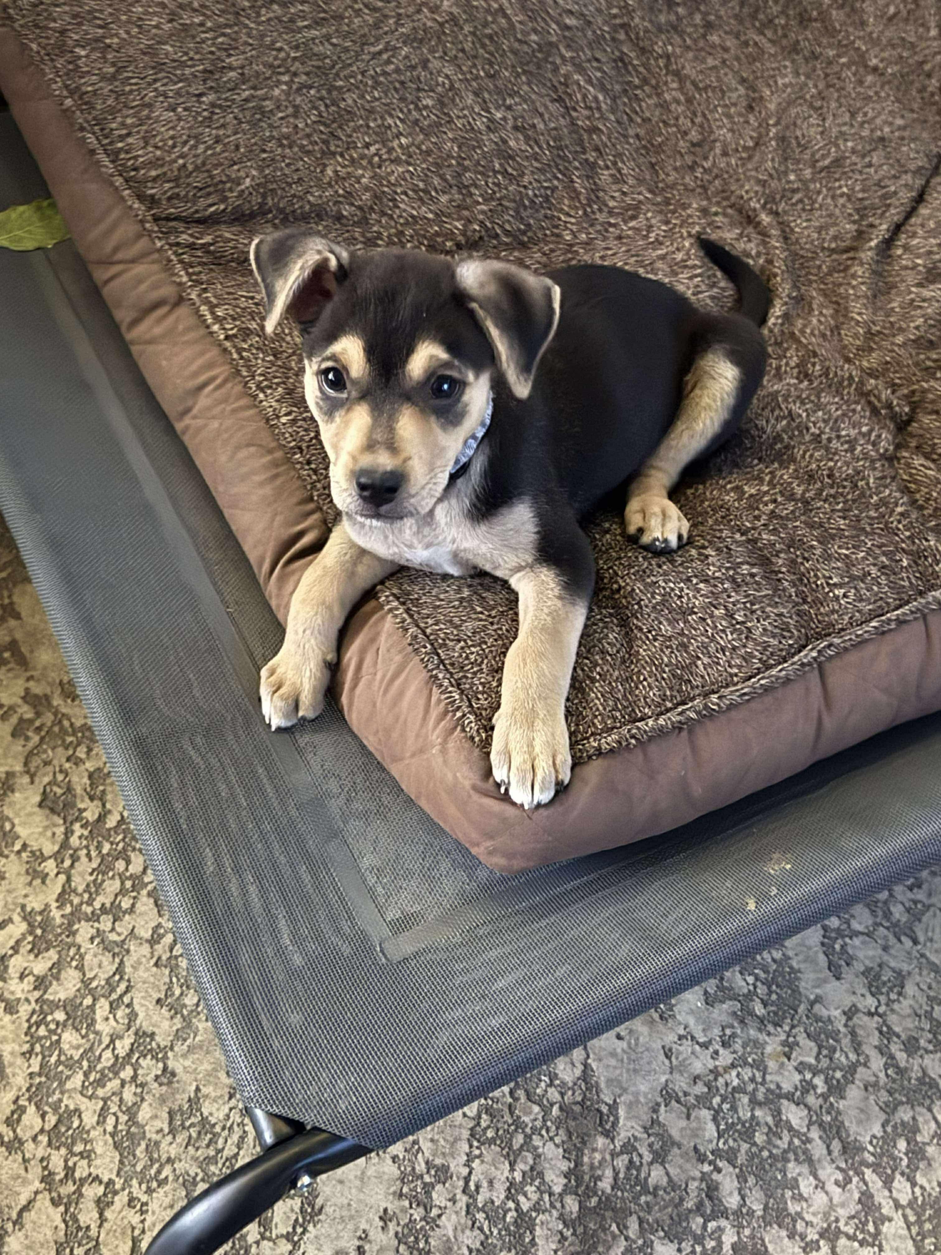 Enlarge Otis, a Adoptable mixed breed in Commerce City, CO image 6/6