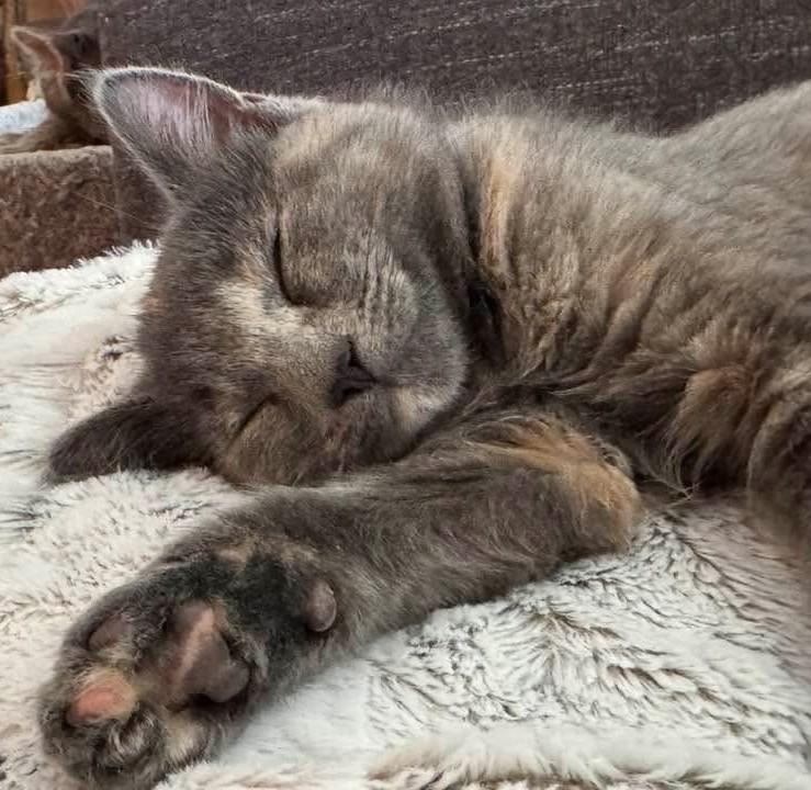 Enlarge Pizza Kittens - Garlic (girl), an adopted Domestic Short Hair in Columbus, OH image 3/4