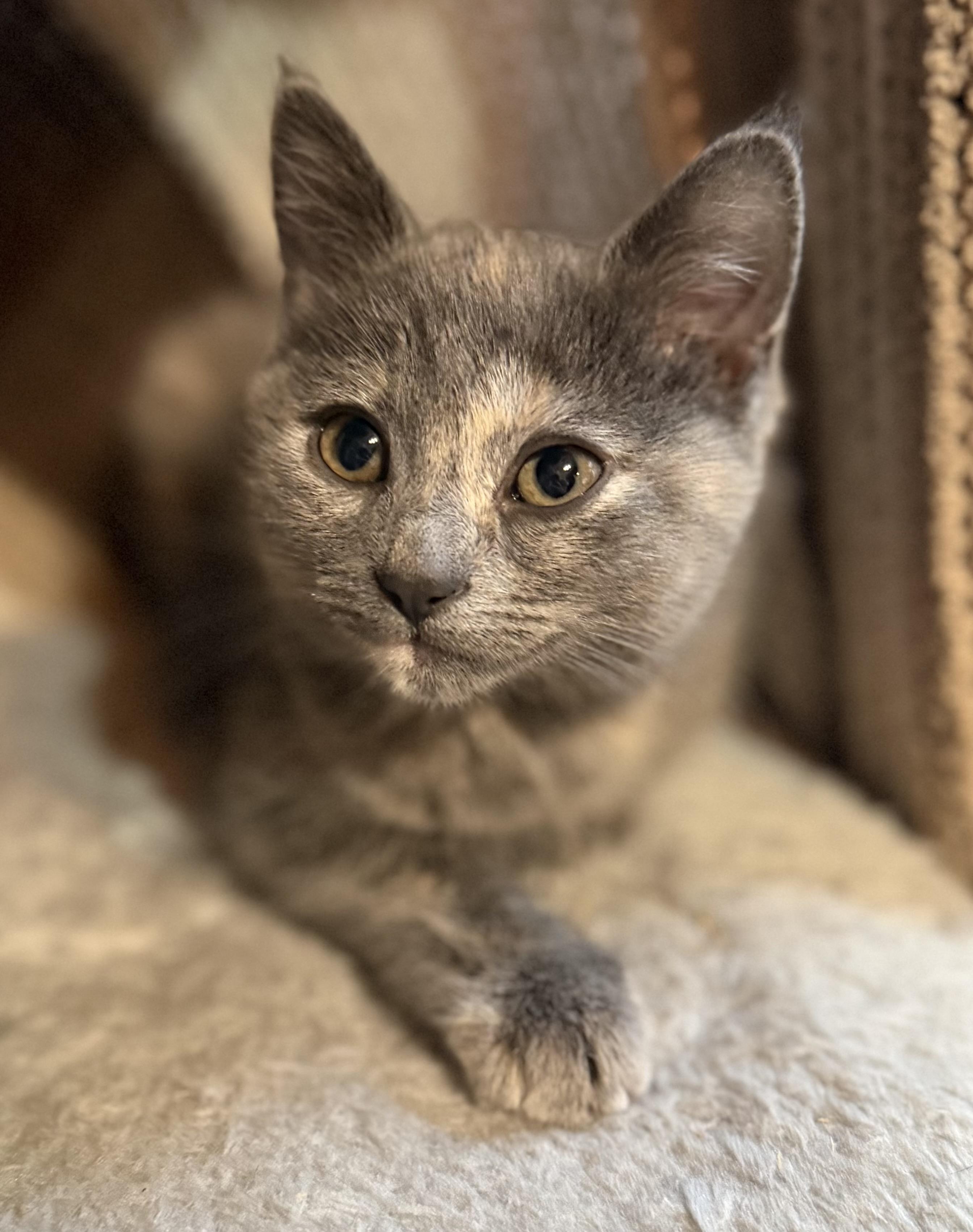 Pizza Kittens - Garlic (girl), adopted, Kitten Female Domestic Short Hair.