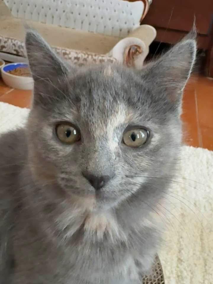 Enlarge Pizza Kittens - Garlic (girl), an adopted Domestic Short Hair in Columbus, OH image 4/4