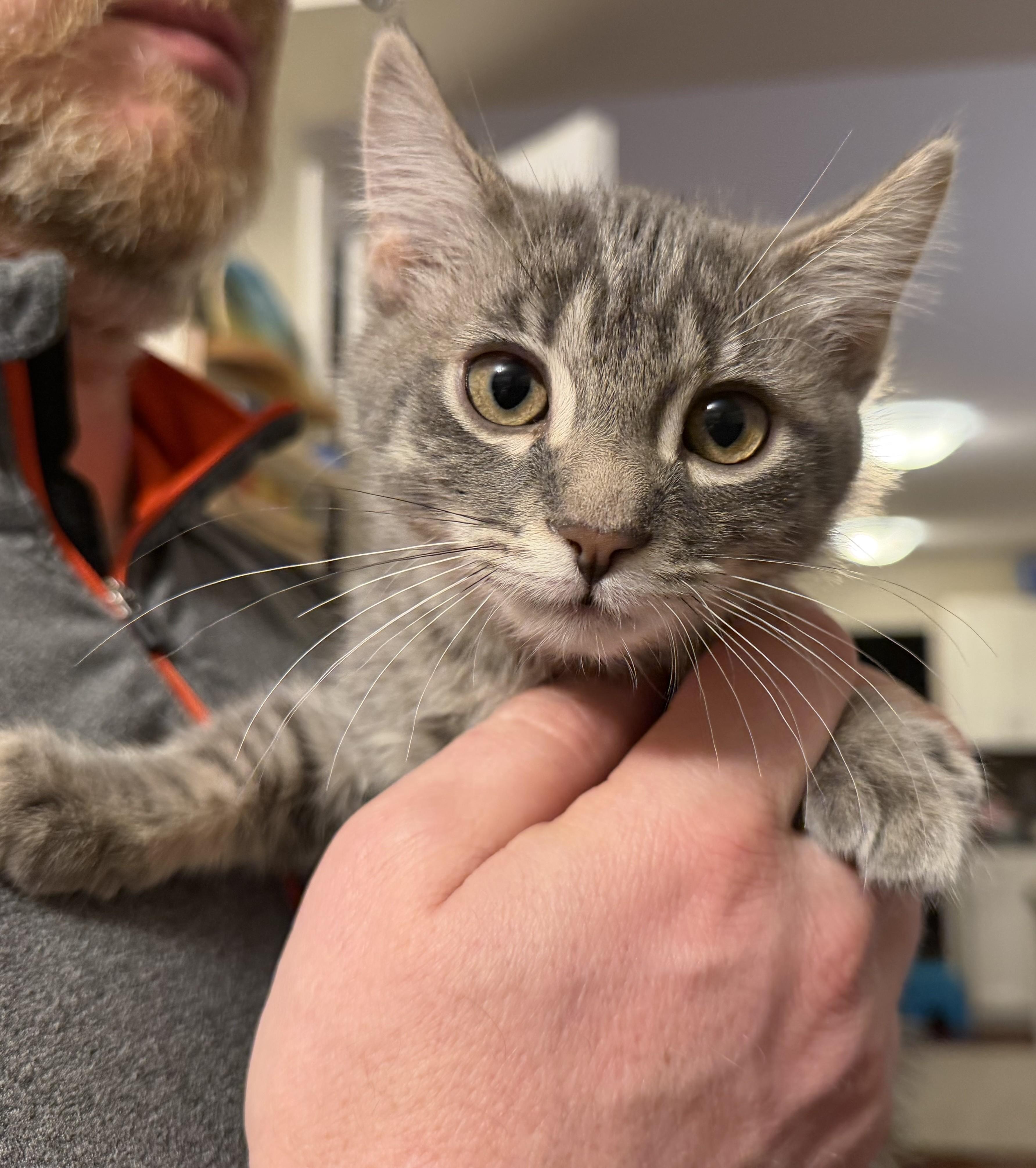 Enlarge Pizza Kittens - Garlic (girl), an adopted Domestic Short Hair in Columbus, OH image 2/4