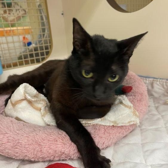 Enlarge Duchess, a ADOPTABLE mixed breed in Richardson, TX image 2/2