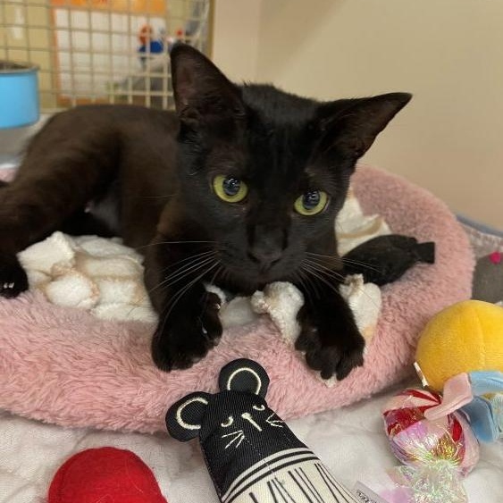 Enlarge Duchess, a ADOPTABLE mixed breed in Richardson, TX image 1/2