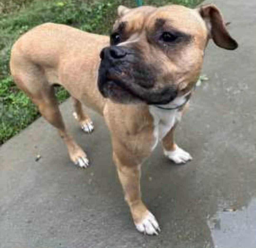 Little, an adopted mixed breed in Trinity, NC image 2/2