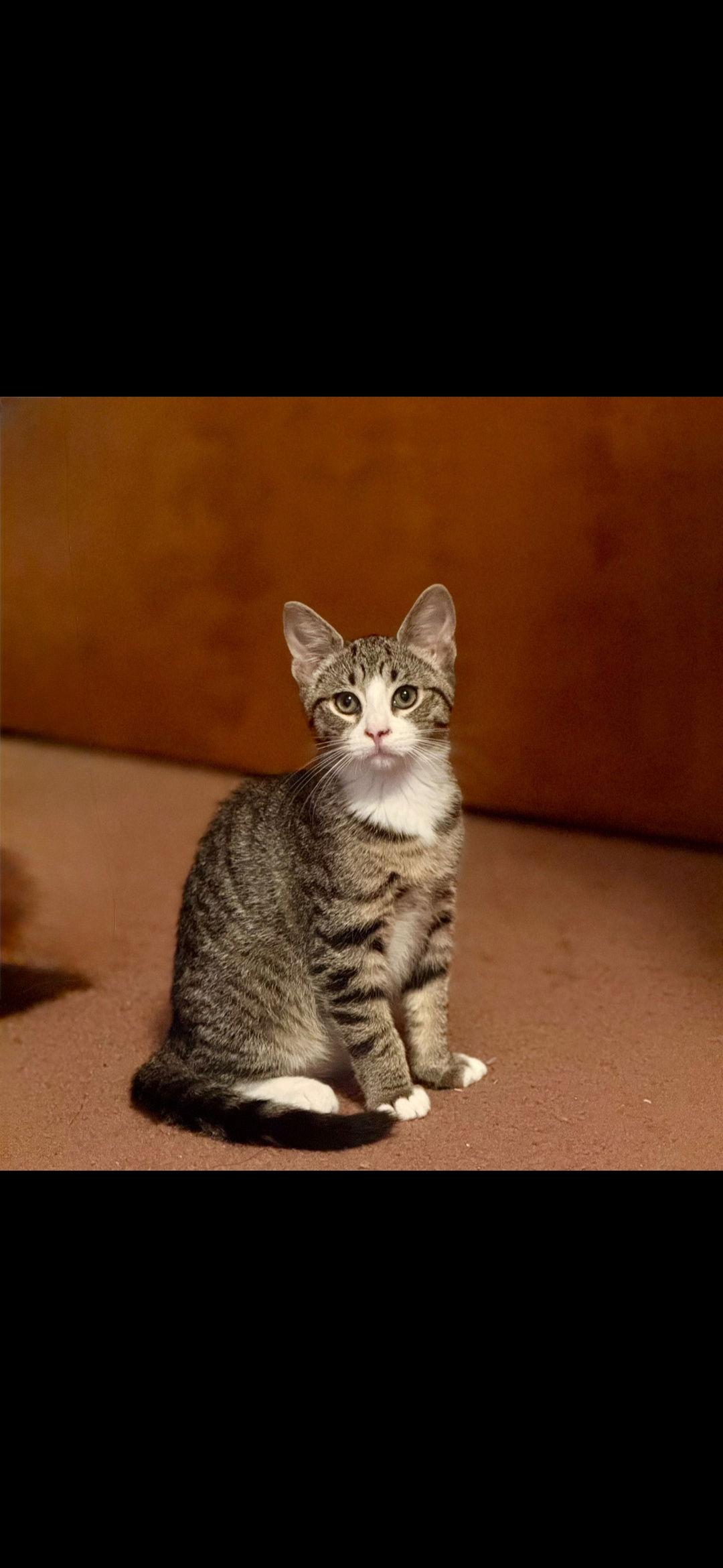 Boston, Adoptable, Kitten Male Domestic Short Hair.
