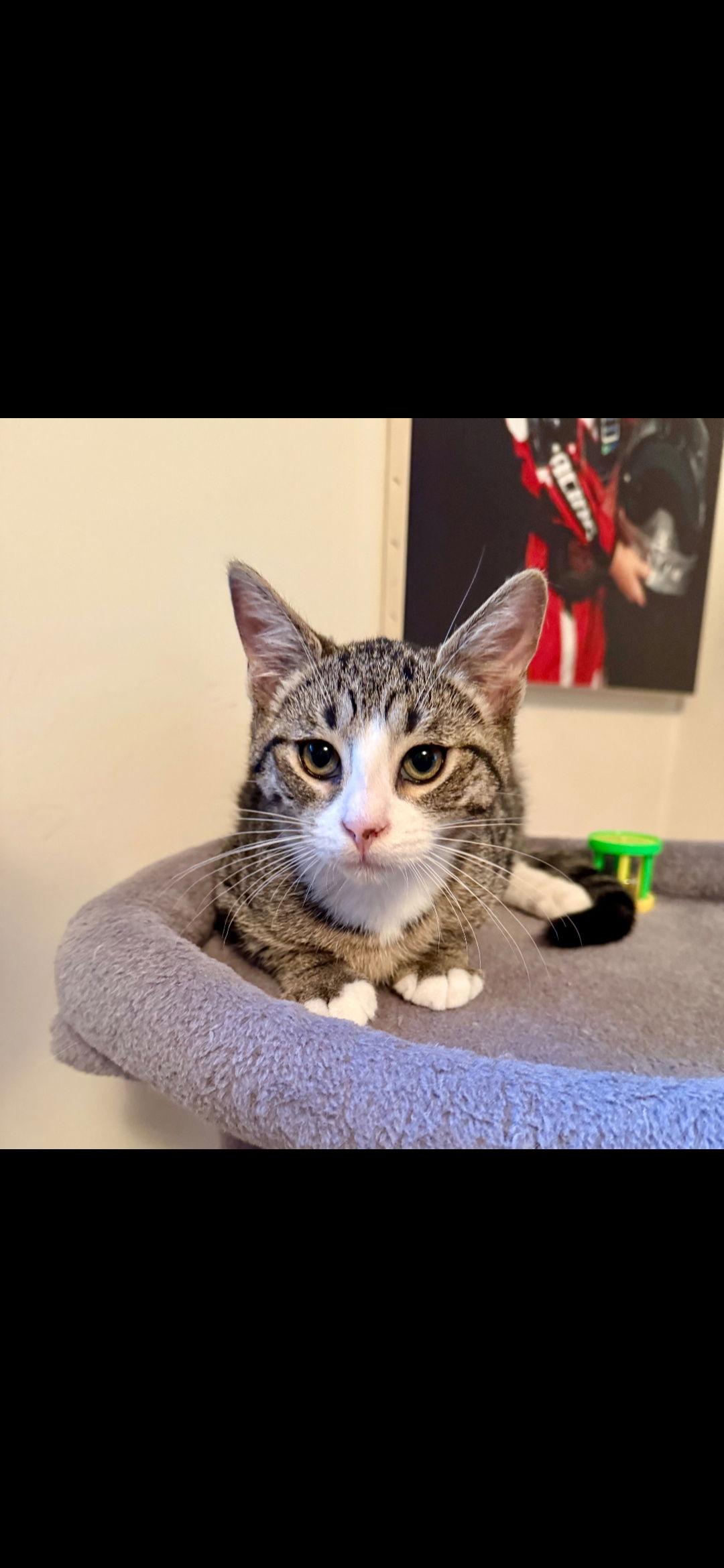 Boston, a Adoptable Domestic Short Hair in Harrisburg, PA image 2/2