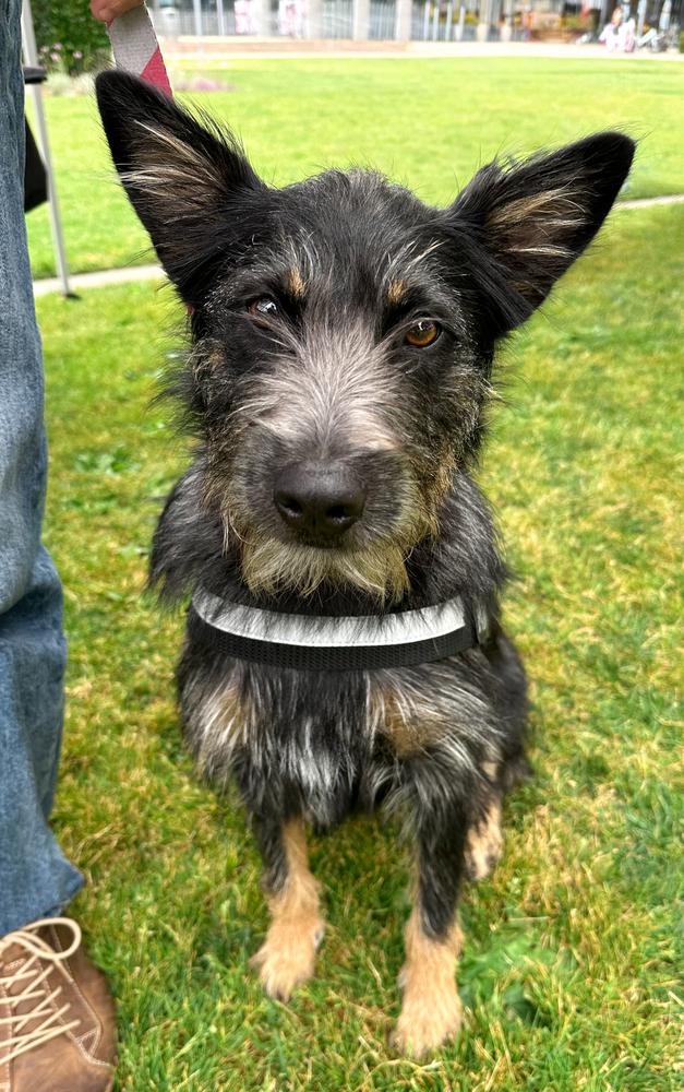 Quinn, Adoptable, Adult Female Australian Cattle Dog / Blue Heeler & Schnauzer.