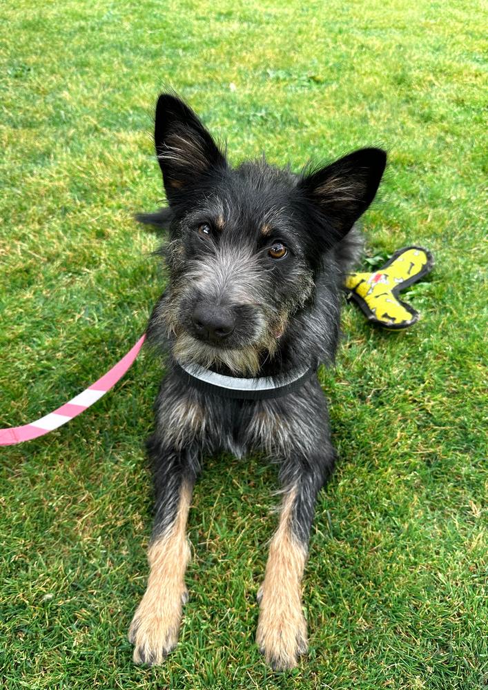 Enlarge Quinn, a Adoptable mixed breed in Jamul, CA image 2/5