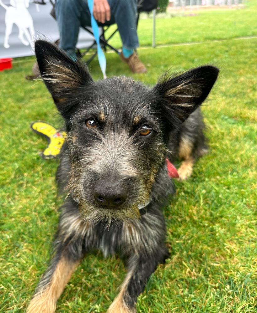 Enlarge Quinn, a Adoptable mixed breed in Jamul, CA image 3/5