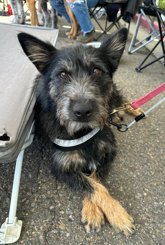 Enlarge Quinn, a Adoptable mixed breed in Jamul, CA image 4/5