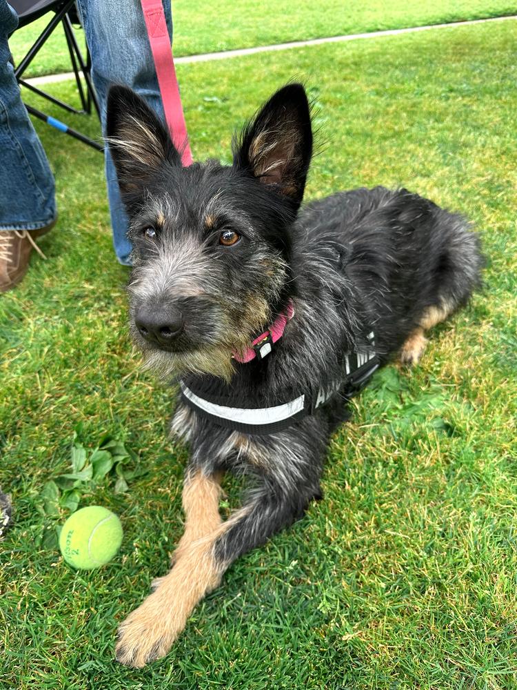 Enlarge Quinn, a Adoptable mixed breed in Jamul, CA image 5/5