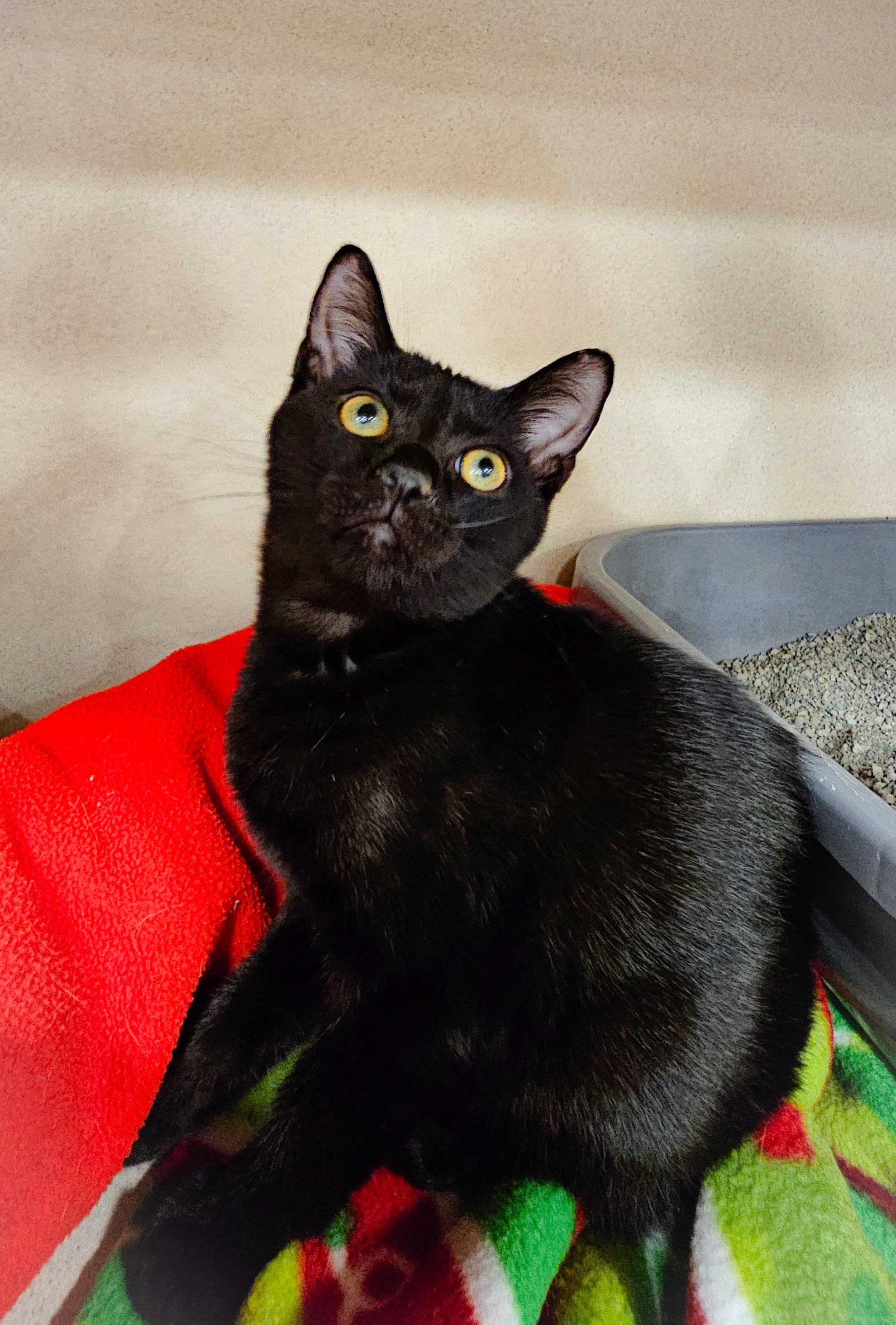 Lance, Adoptable, Young Male Domestic Short Hair.