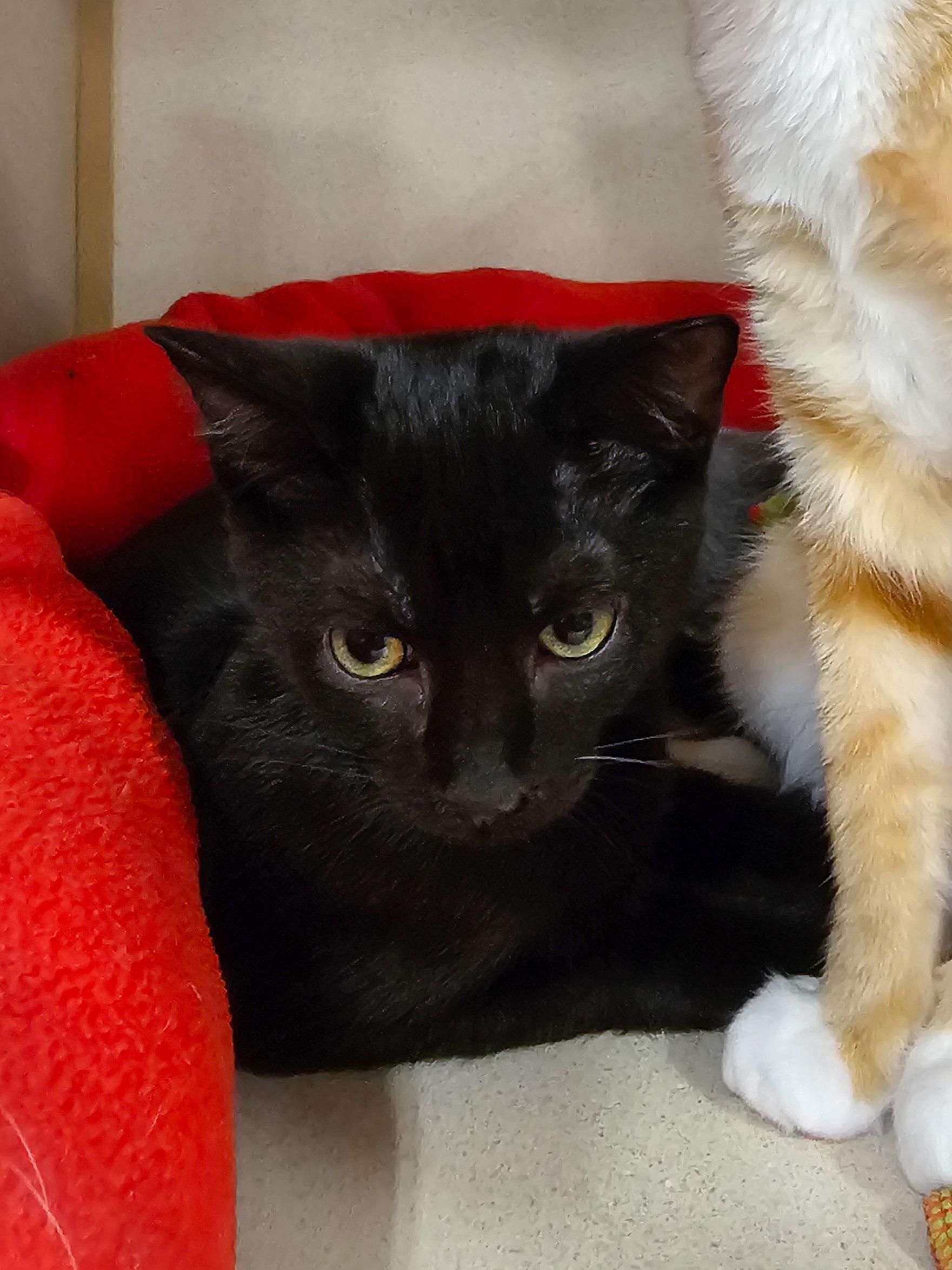 Enlarge Lance, a Adoptable Domestic Short Hair in Naples, FL image 2/4