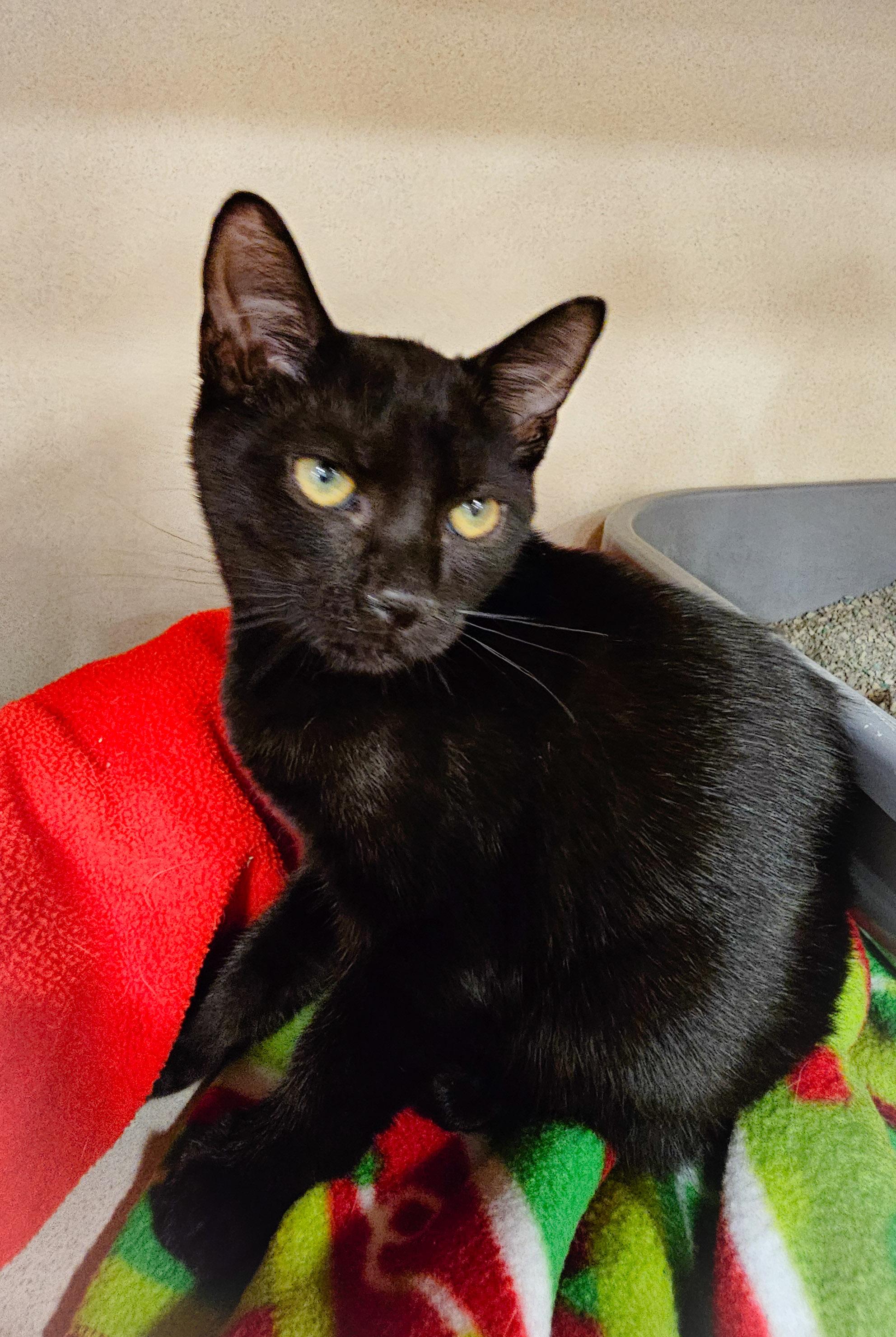 Enlarge Lance, a Adoptable Domestic Short Hair in Naples, FL image 3/4