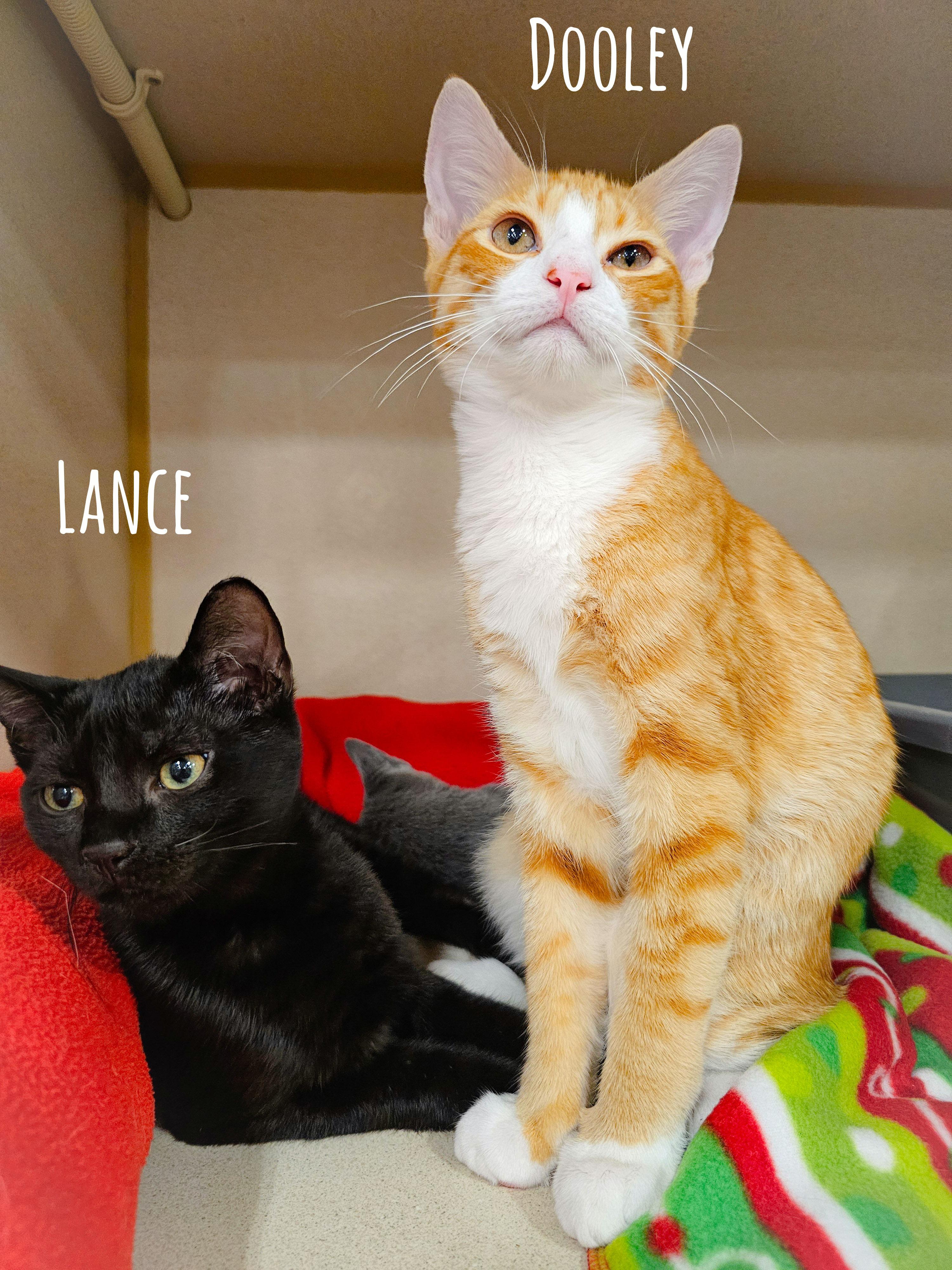Enlarge Lance, a Adoptable Domestic Short Hair in Naples, FL image 4/4