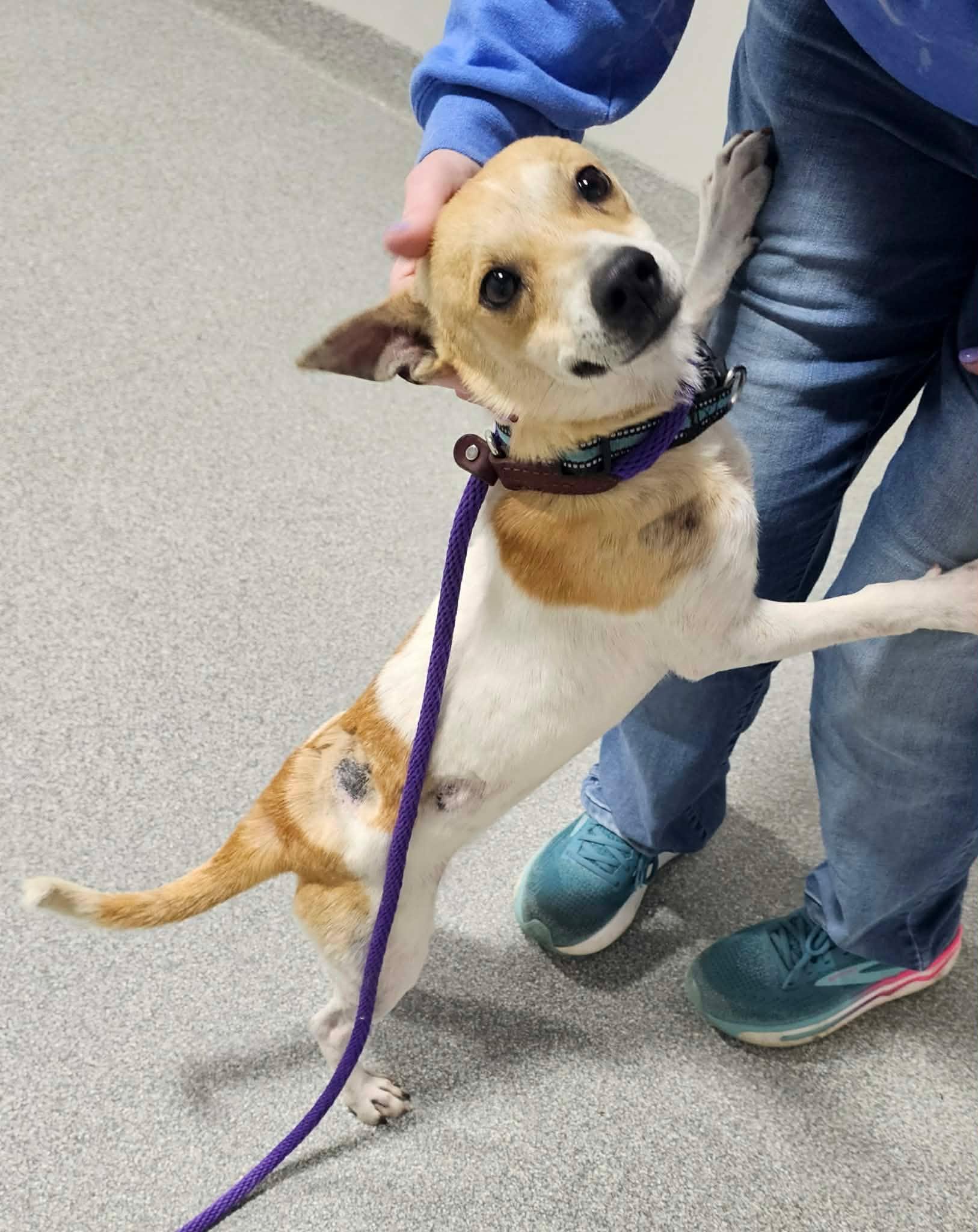 Enlarge Buzz, a ADOPTABLE Jack Russell Terrier in Minooka, IL image 3/5
