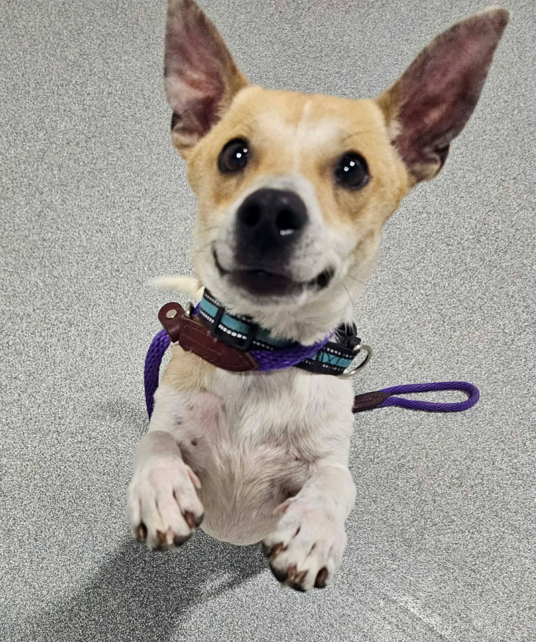 Enlarge Buzz, a ADOPTABLE Jack Russell Terrier in Minooka, IL image 5/5