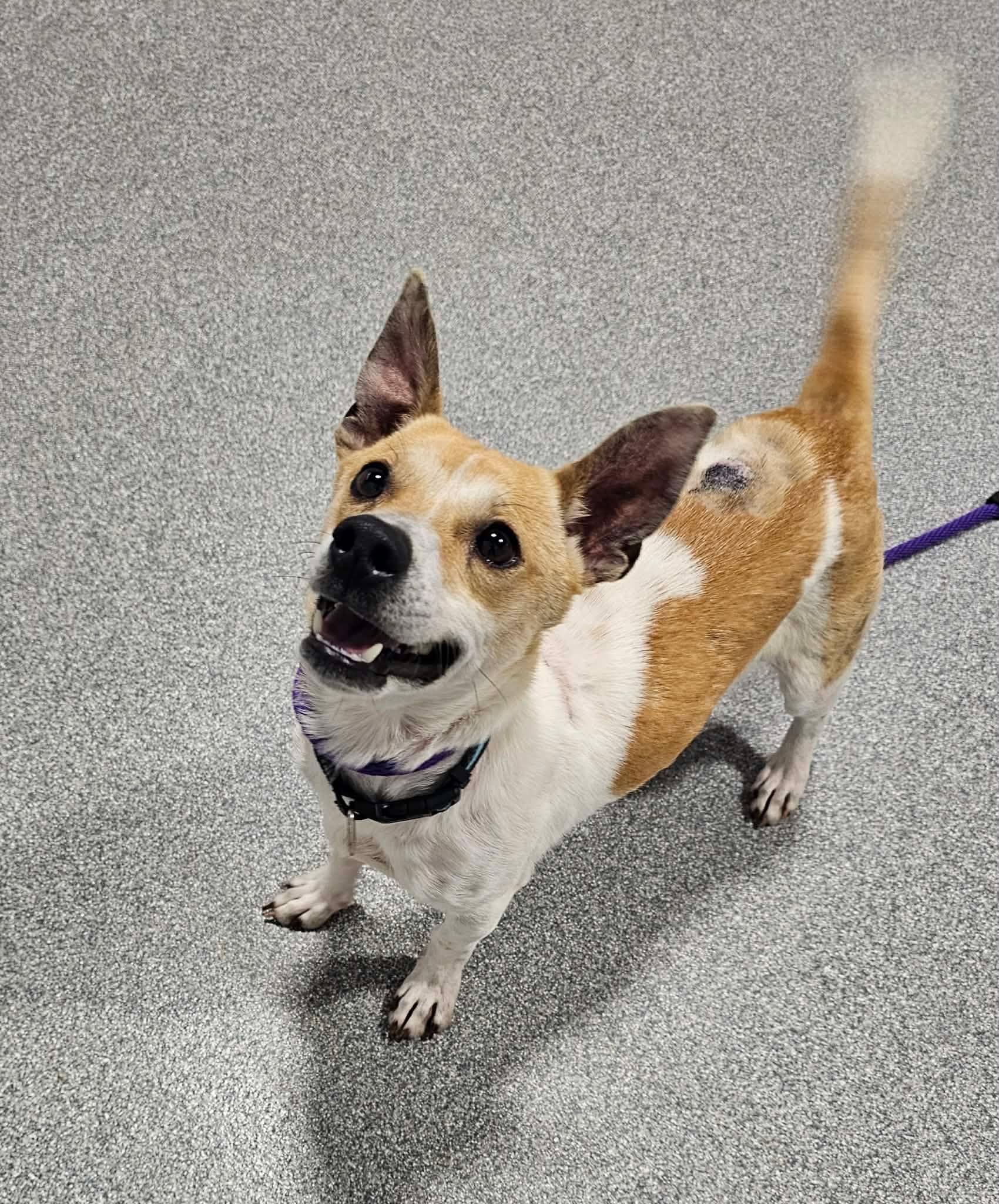 Enlarge Buzz, a ADOPTABLE Jack Russell Terrier in Minooka, IL image 4/5