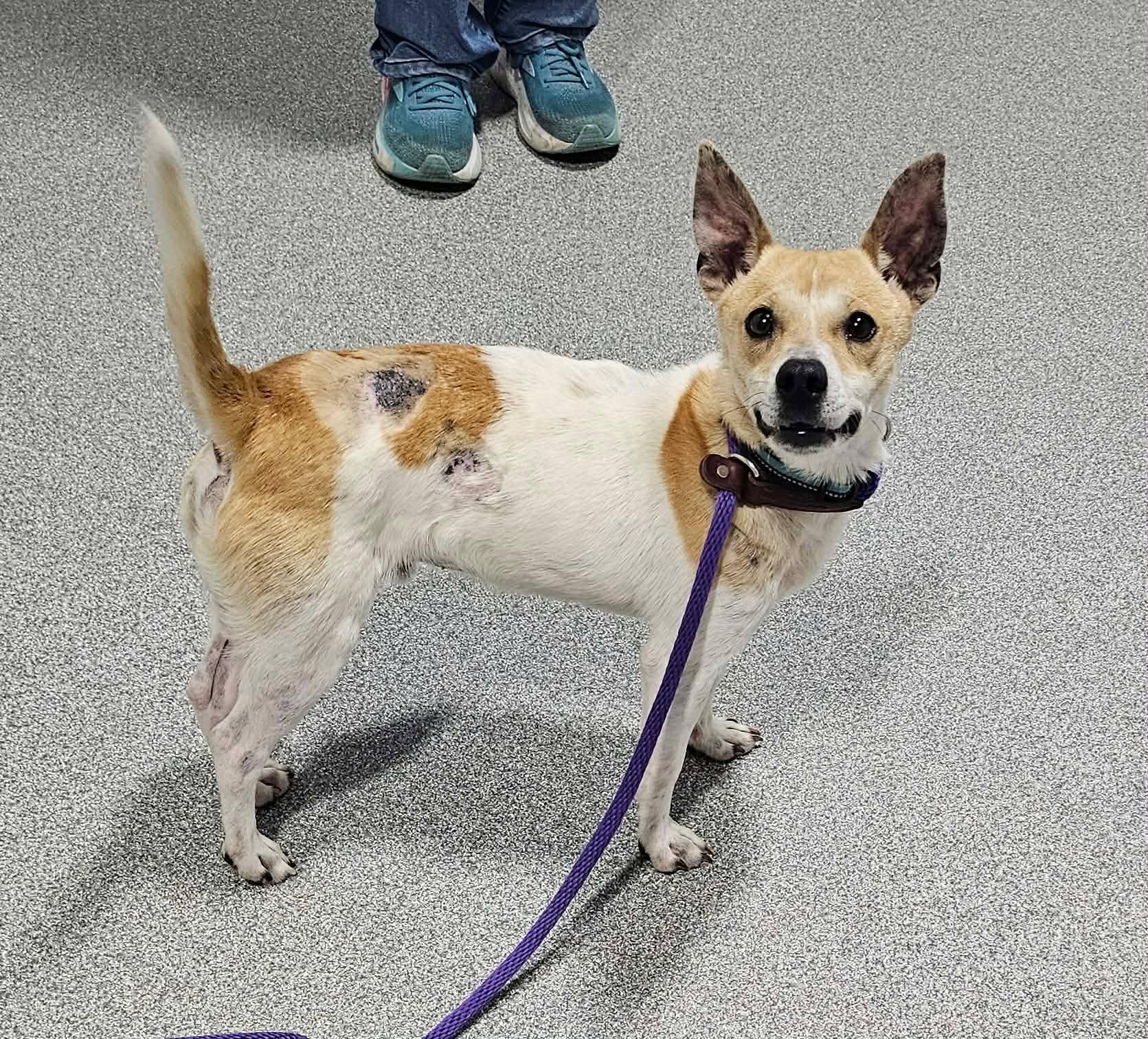 Enlarge Buzz, a ADOPTABLE Jack Russell Terrier in Minooka, IL image 1/5