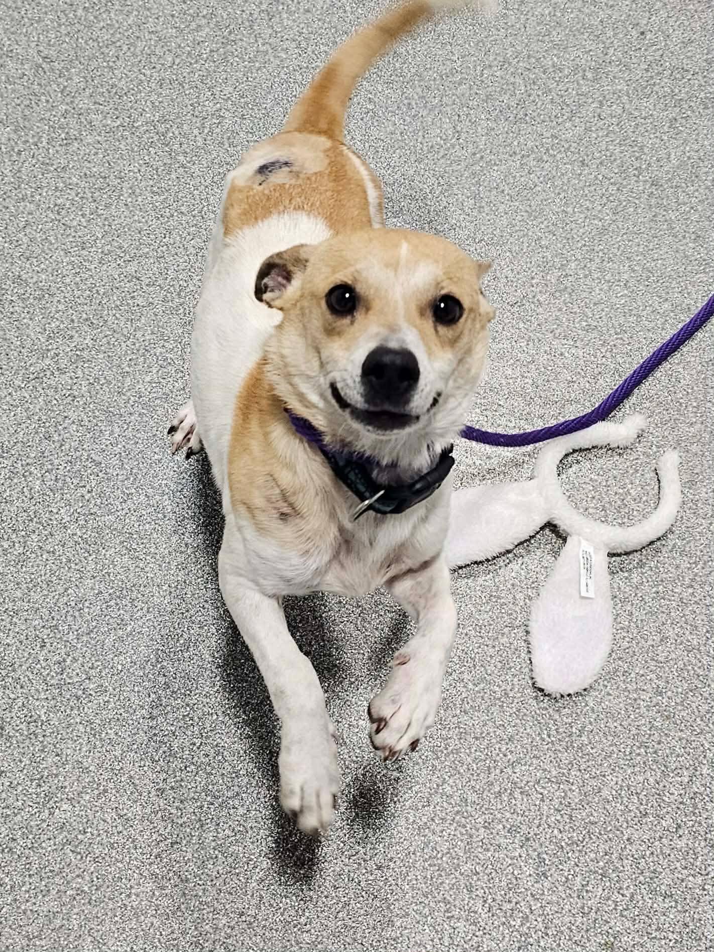 Enlarge Buzz, a ADOPTABLE Jack Russell Terrier in Minooka, IL image 2/5