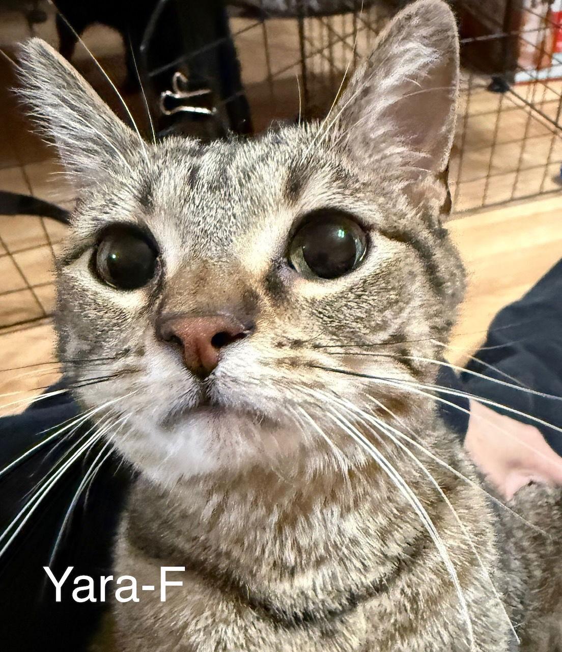 CAT - YARA, Adoptable, Young Female Tabby.