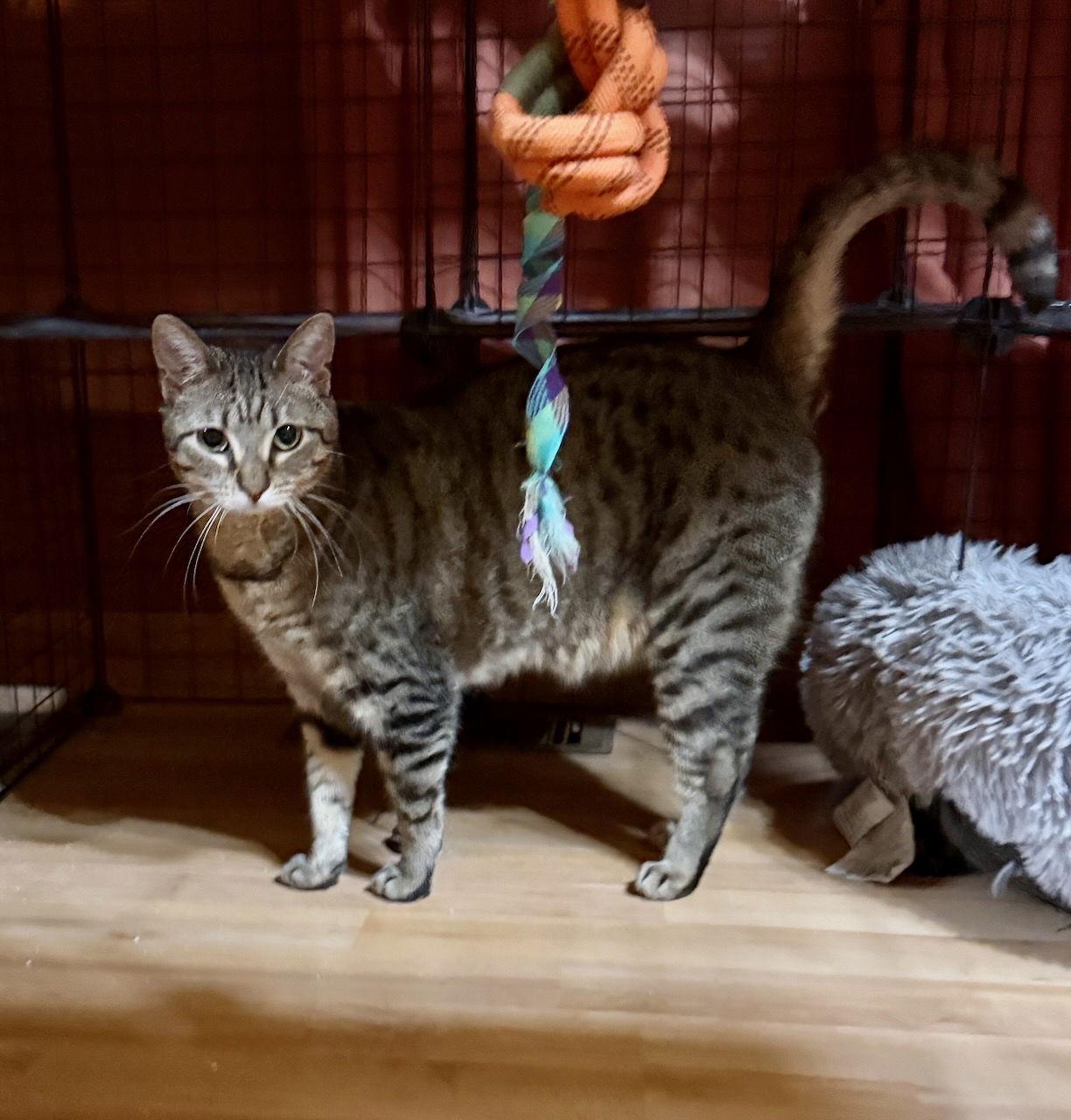 Enlarge CAT - YARA, a Adoptable Domestic Short Hair in GILBERTS, IL image 2/3