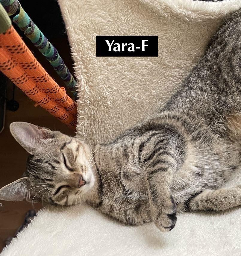 CAT-Yara, Adoptable, Young Female Tabby.