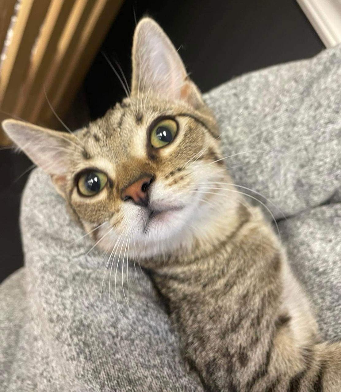 CAT-Yara, a Adoptable Tabby image 2/3