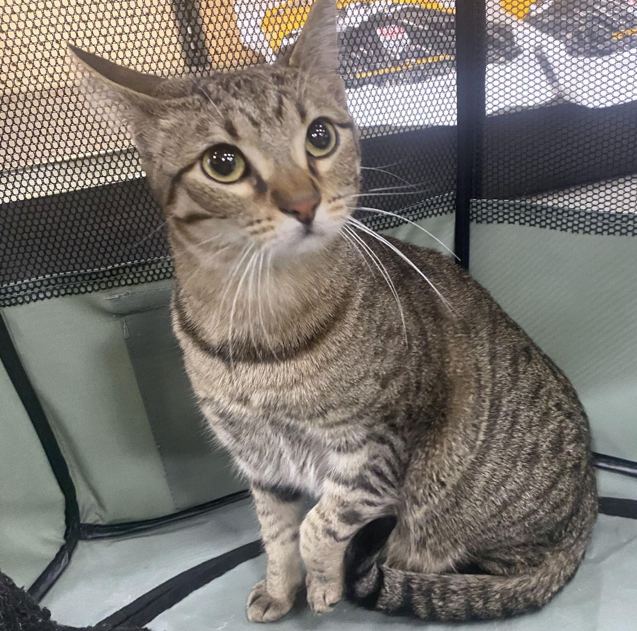 CAT-Yara, a Adoptable Tabby image 3/3