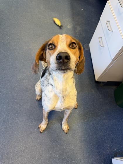 Enlarge Cannoli, a Adoptable mixed breed in King William, VA image 1/2
