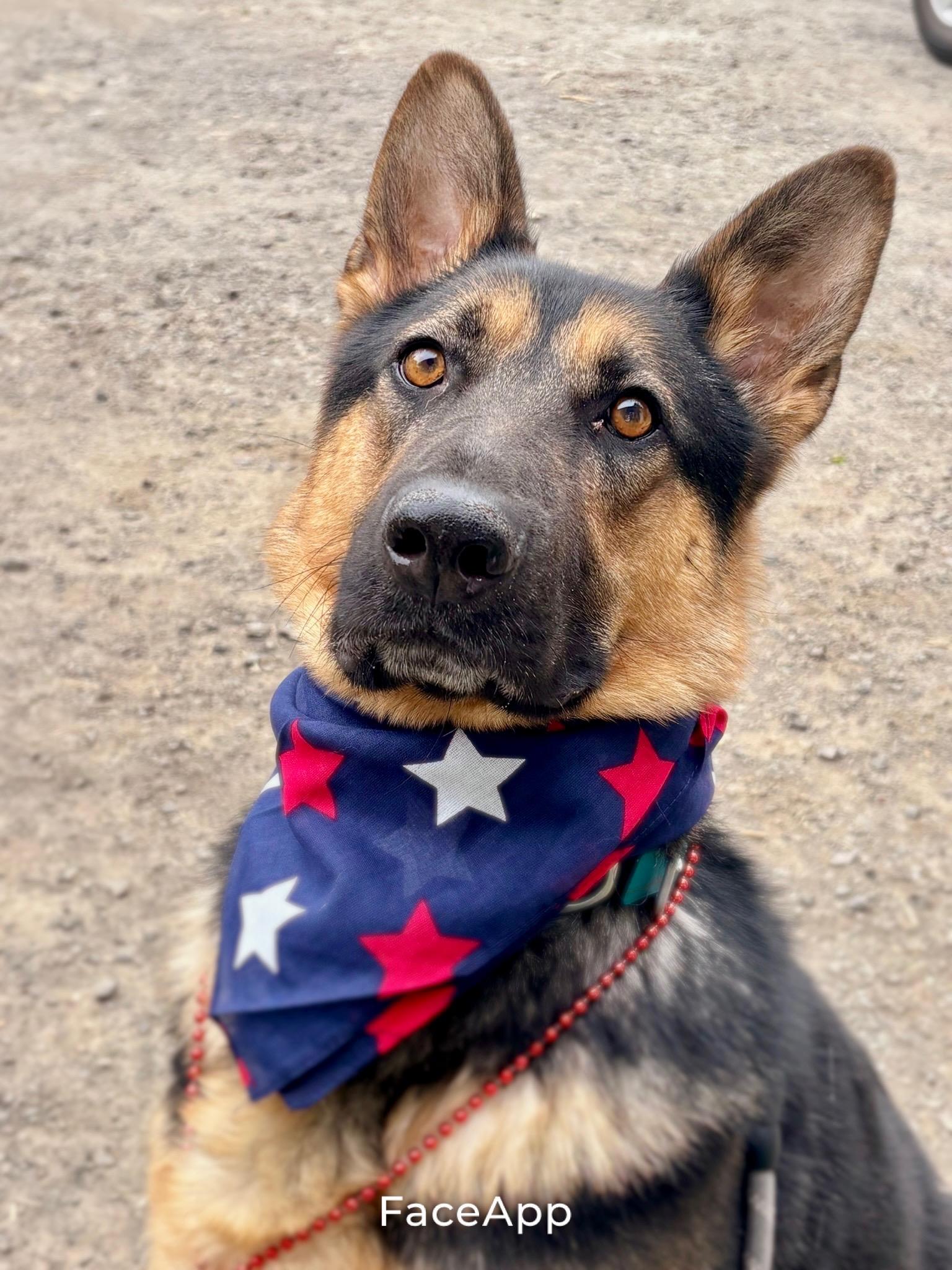 Enlarge Buddy, a Adoptable German Shepherd Dog in Bend , OR image 1/6