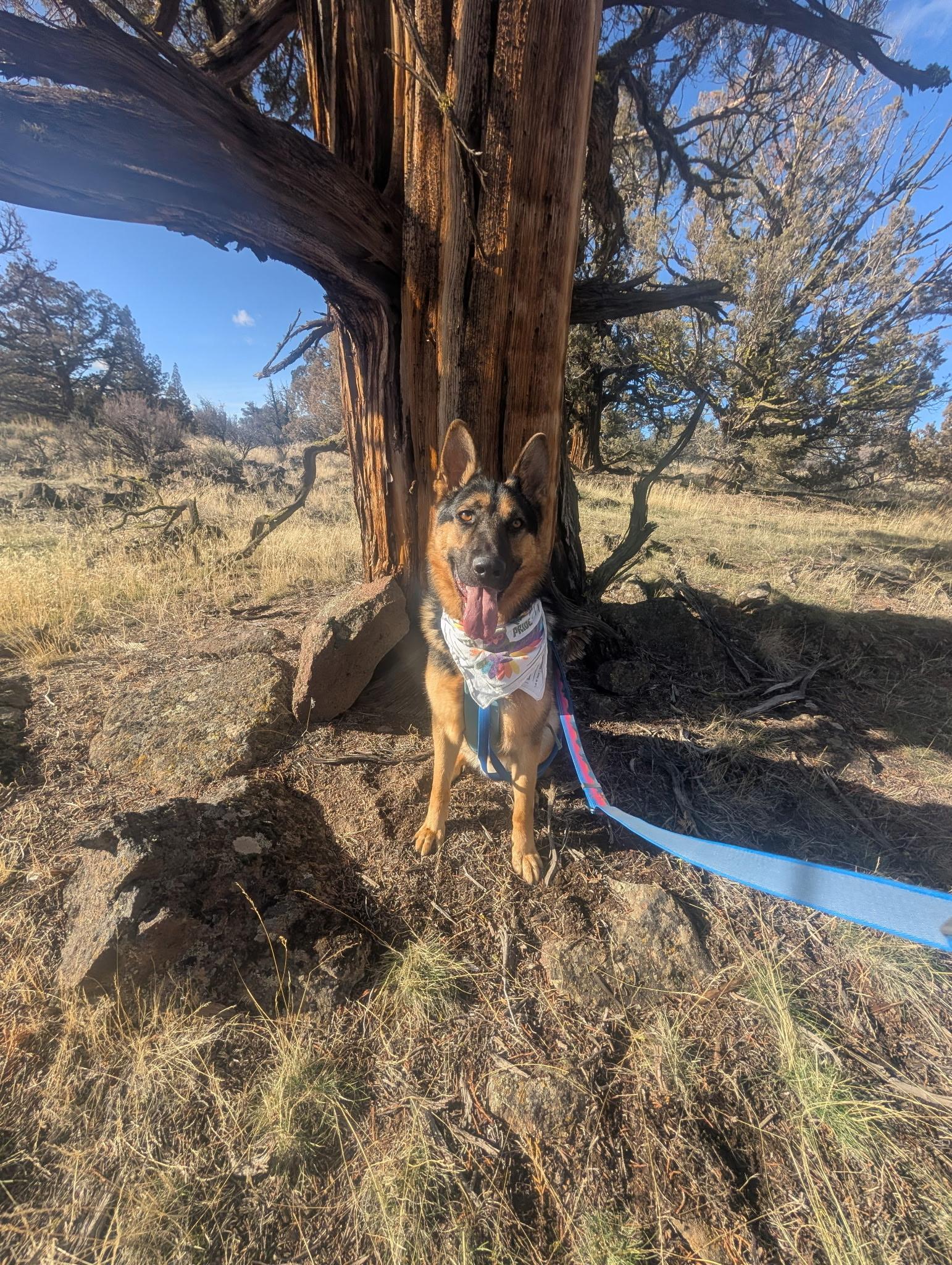 Enlarge Buddy, a Adoptable German Shepherd Dog in Bend , OR image 4/6