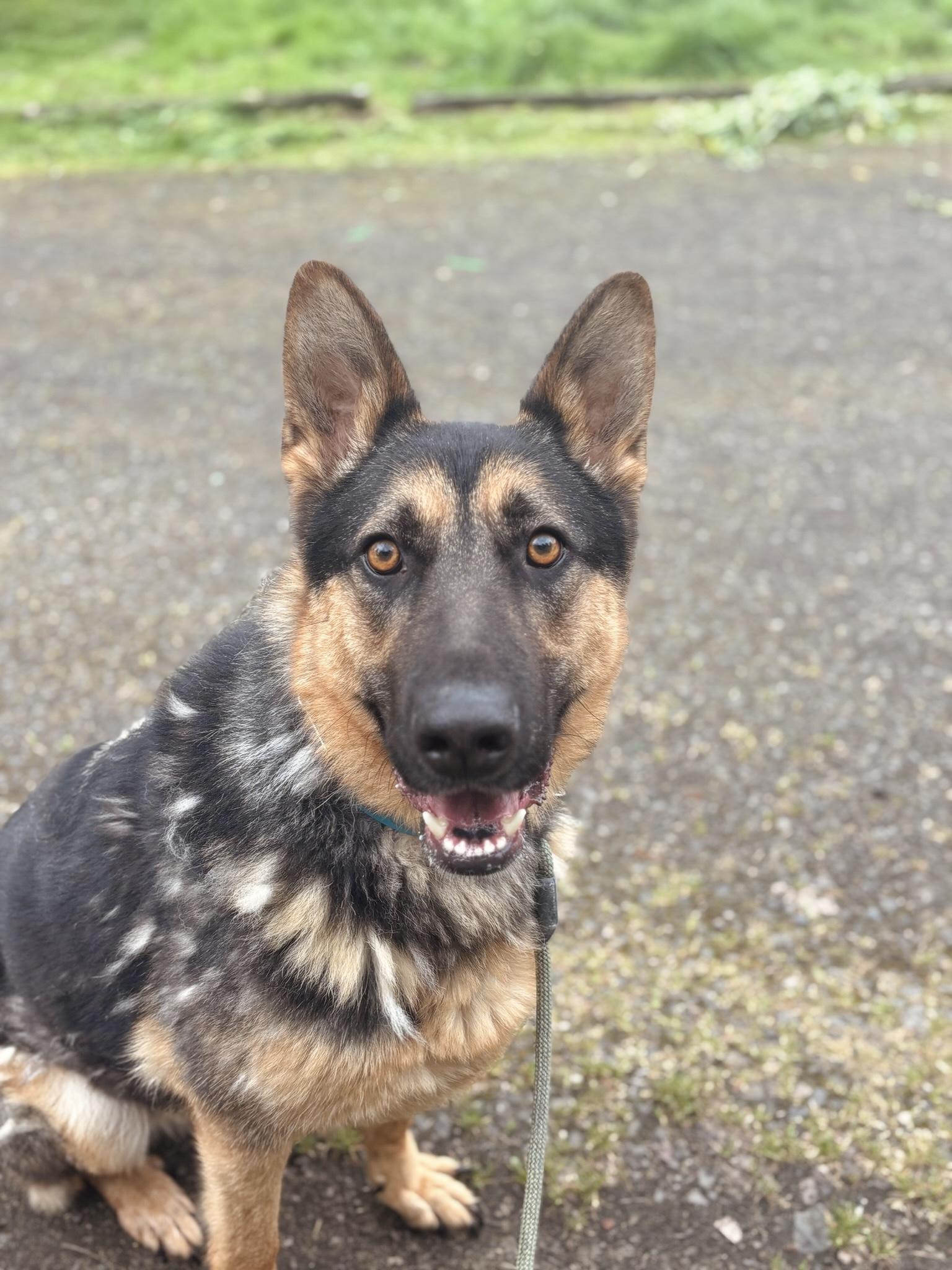 Enlarge Buddy, a Adoptable German Shepherd Dog in Bend , OR image 2/6