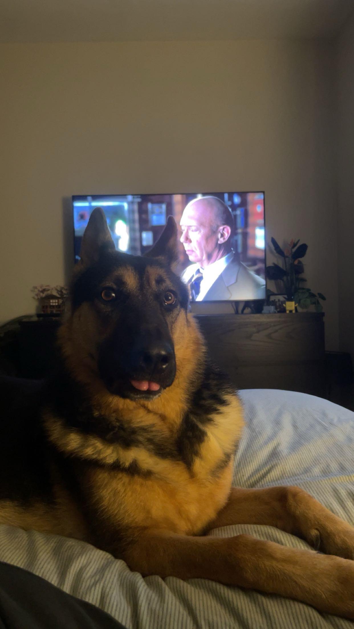 Enlarge Buddy, a Adoptable German Shepherd Dog in Bend , OR image 5/6