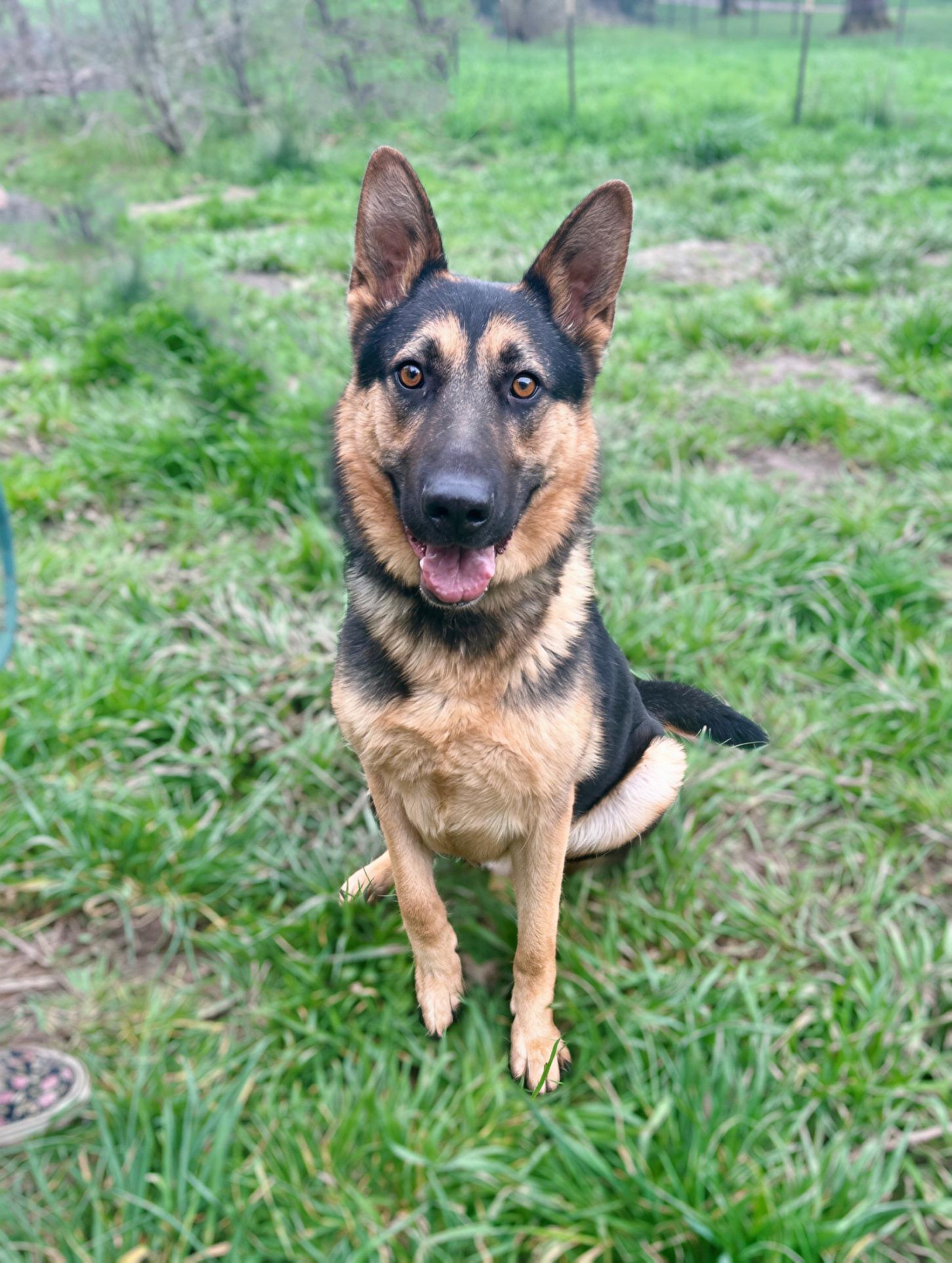 Enlarge Buddy, a Adoptable German Shepherd Dog in Bend , OR image 3/6