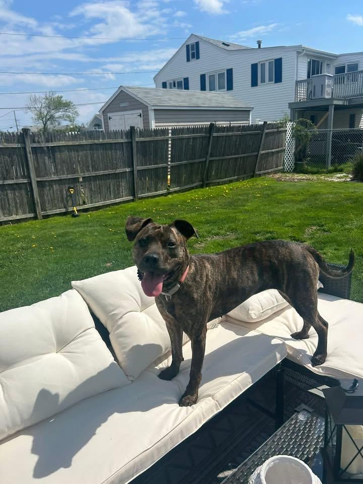 Enlarge Hallsey, a Adoptable Mixed Breed in Pembroke, MA image 1/5