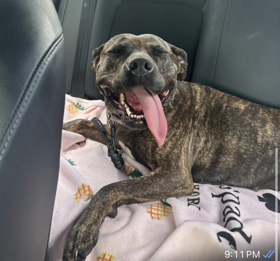 Enlarge Hallsey, a Adoptable Mixed Breed in Pembroke, MA image 3/5