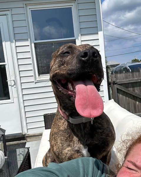 Enlarge Hallsey, a Adoptable Mixed Breed in Pembroke, MA image 2/5