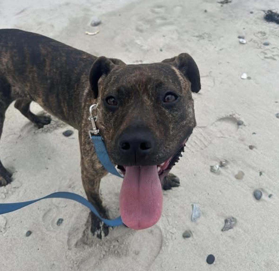 Enlarge Hallsey, a Adoptable Mixed Breed in Pembroke, MA image 5/5
